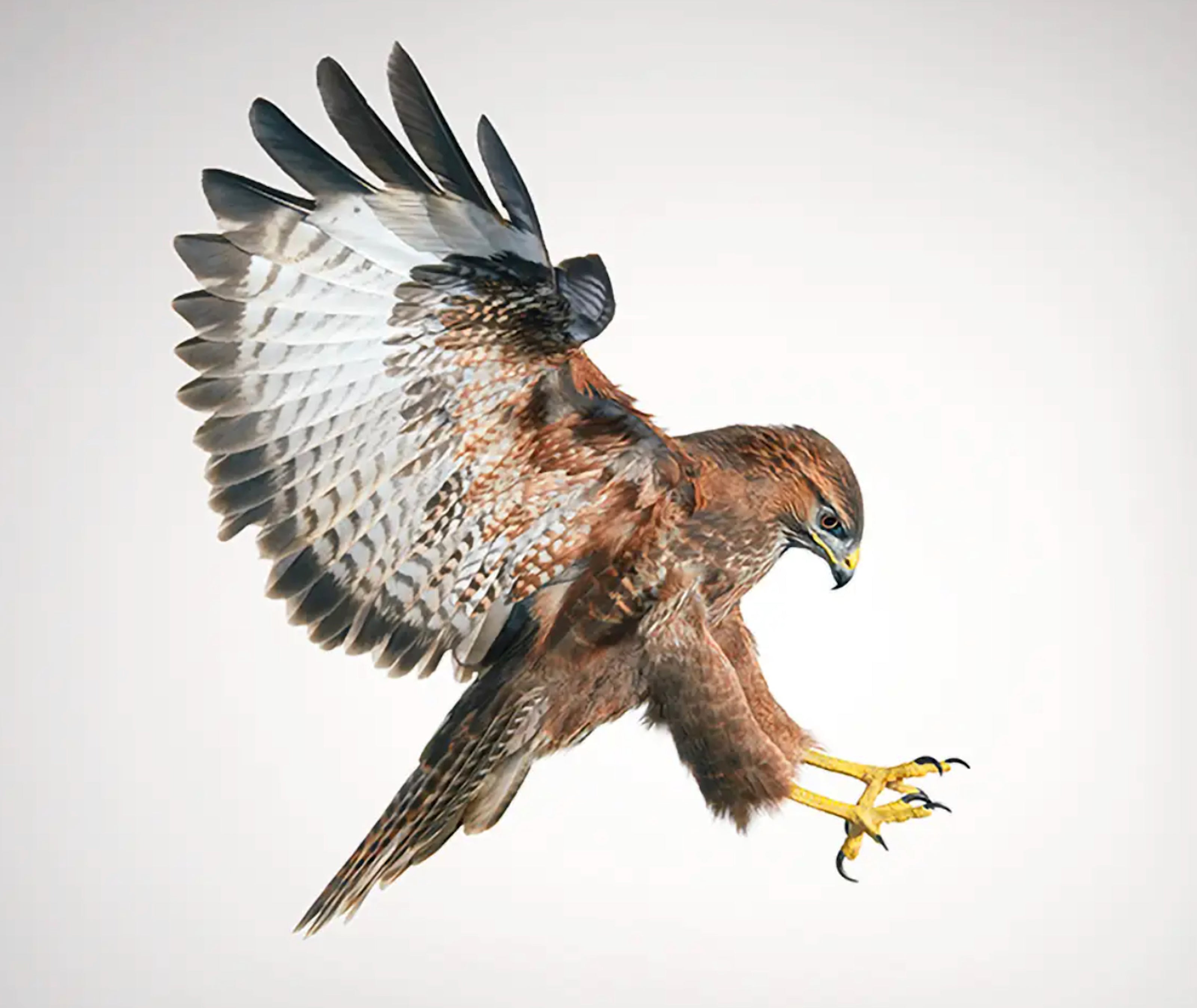 Buzzard