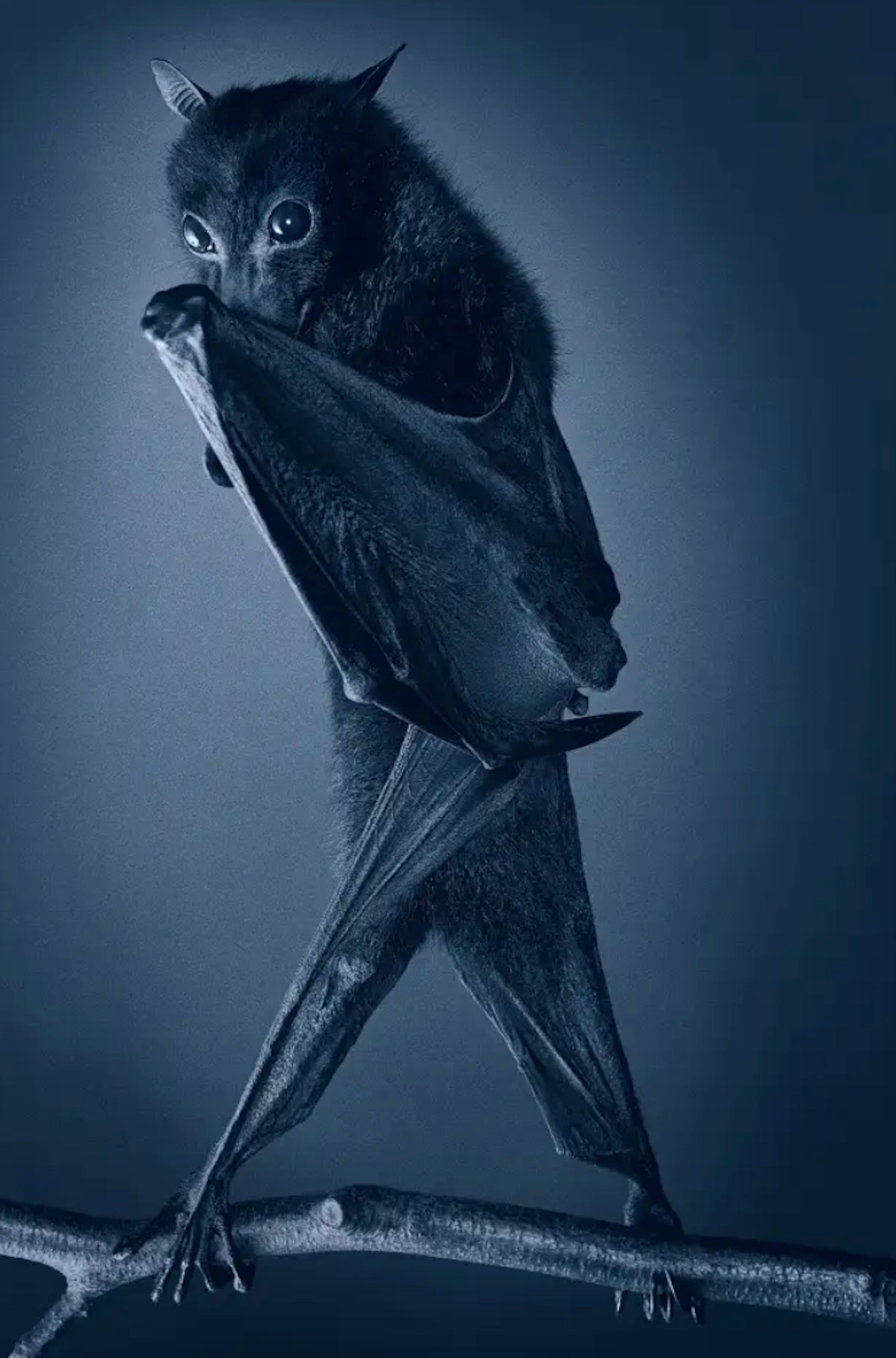 Opera Bat