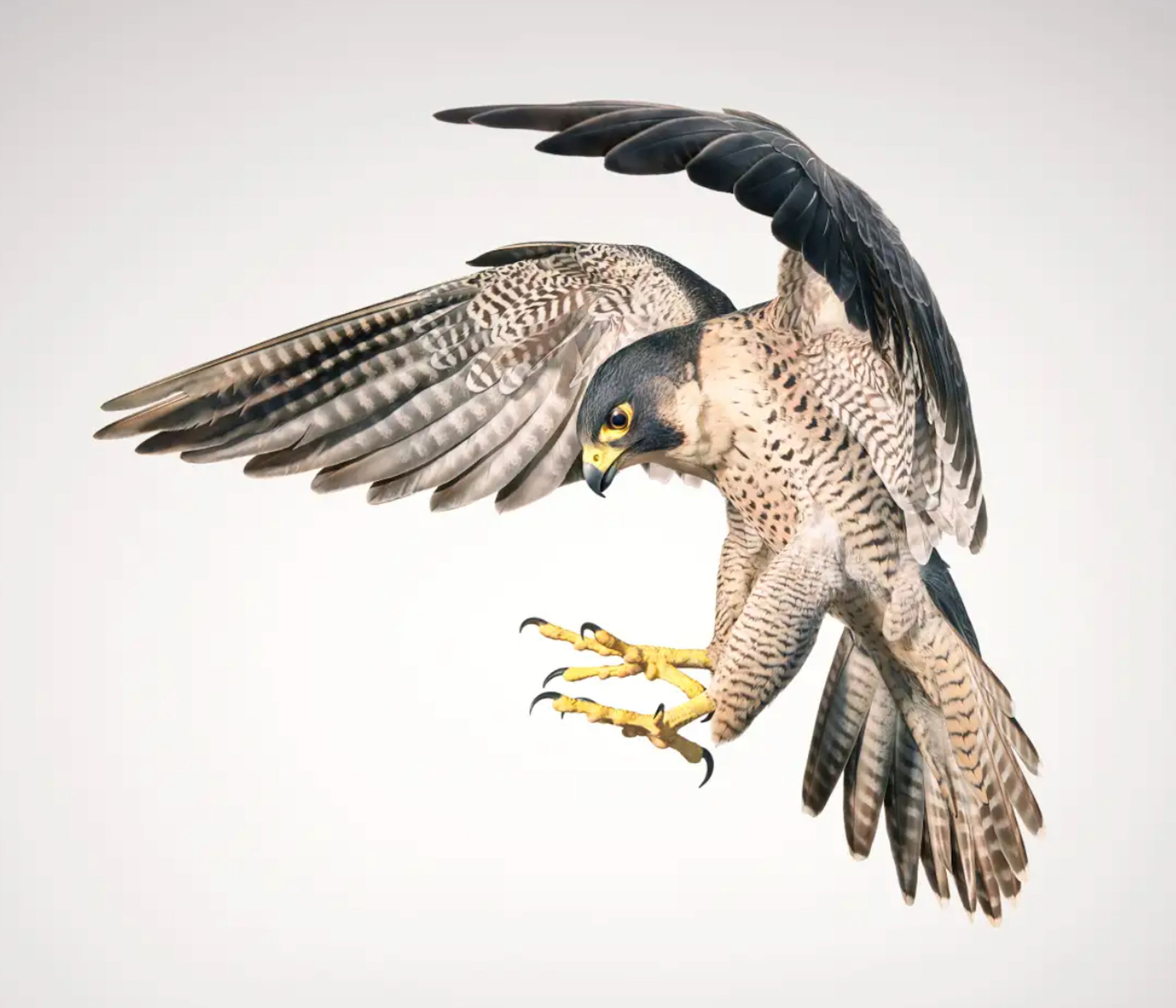 Peregrine Falcon