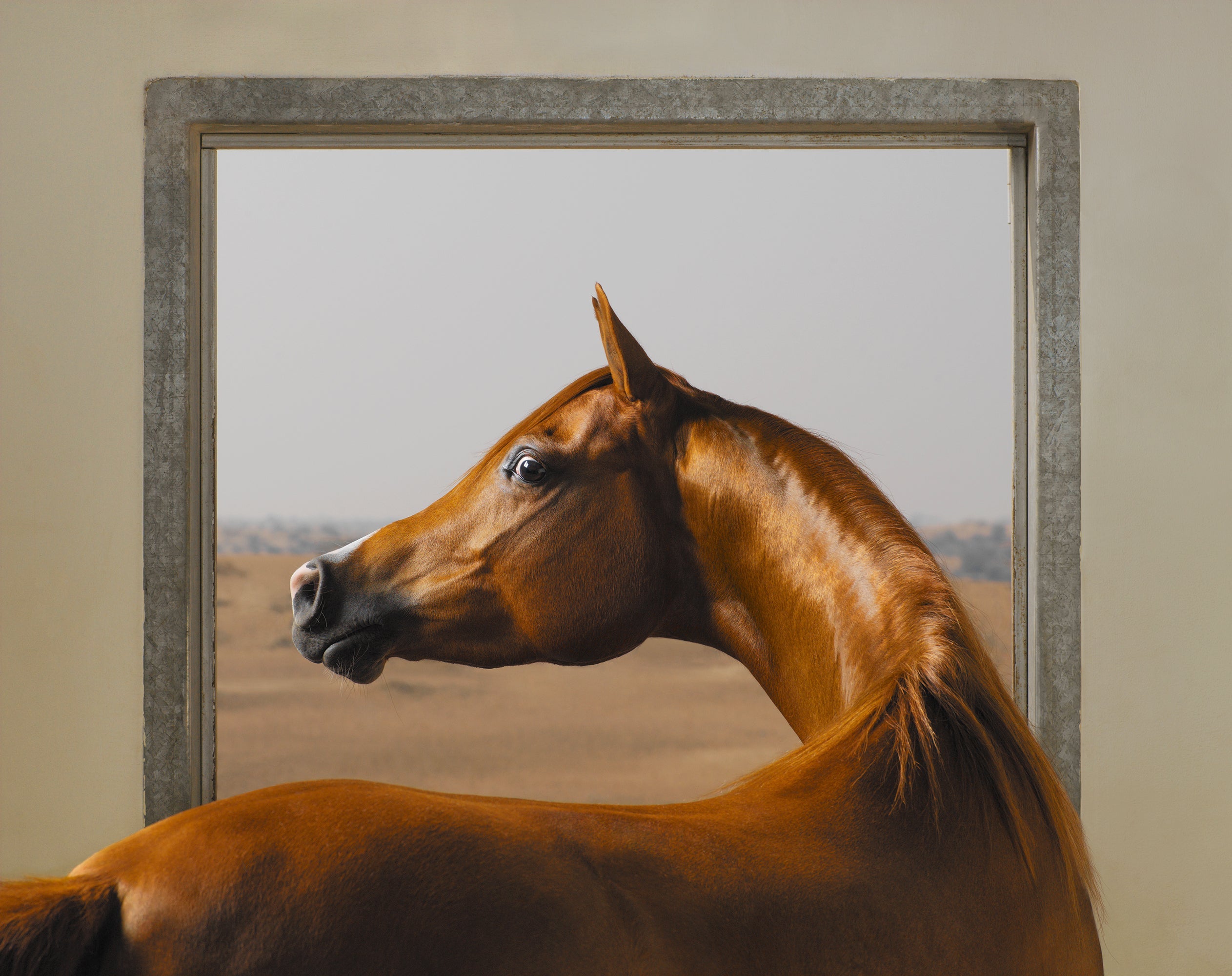Tim Flach - Chestnut horse portrait photography, wildlife fine art at Molasses House