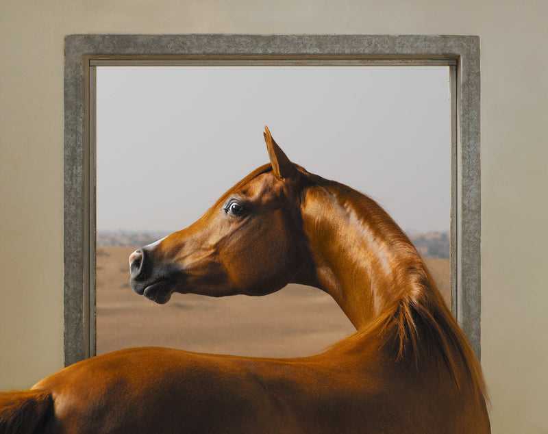 Tim Flach