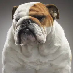 Reknowned photographer Tim Flach exhibiting at Molasses House