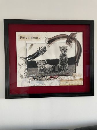 Click Here To Enlarge This Photo Of Cheetah Cubs SOLD