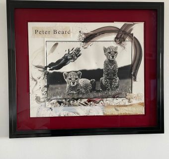 Peter BeardCheetah Cubs SOLD