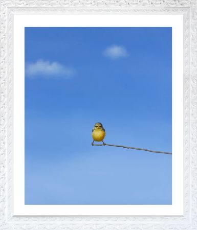 Click Here To Enlarge This Photo Of Malcolm (SOLD)
