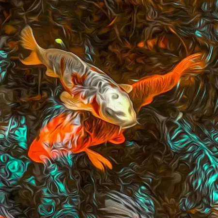 Click Here To Enlarge This Photo Of Koi Bundle