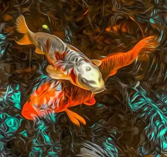 Duncan WadeKoi Bundle