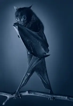 Click Here To Enlarge This Photo Of Opera Bat