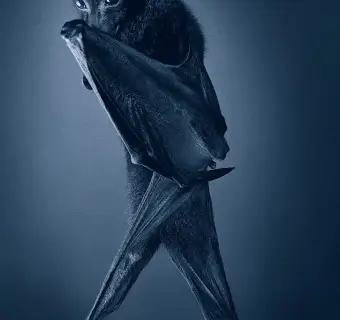 Tim FlachOpera Bat