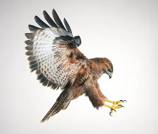 Click Here To Enlarge This Photo Of Buzzard