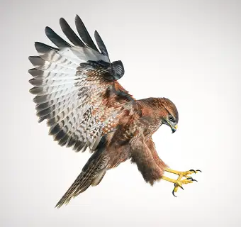 Tim FlachBuzzard