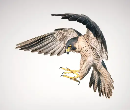 Click Here To Enlarge This Photo Of Peregrine Falcon