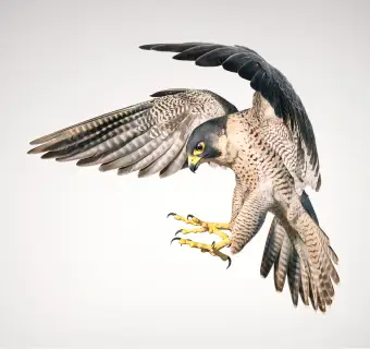 Tim FlachPeregrine Falcon