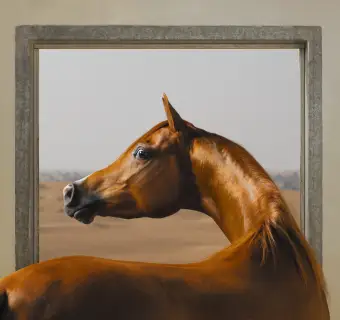 Tim FlachWindow Chestnut