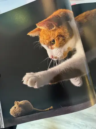 Click Here To Enlarge This Photo Of Feline - Signed Book by Tim Flach