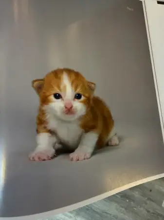 Click Here To Enlarge This Photo Of Feline - Signed Book by Tim Flach