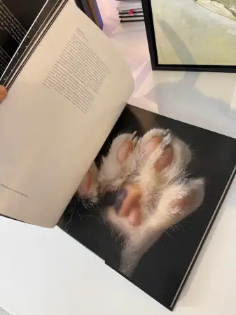 Click Here To Enlarge This Photo Of Feline - Signed Book by Tim Flach