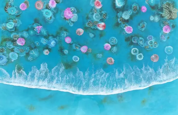 Click Here To Enlarge This Photo Of Bioluminescent Reef