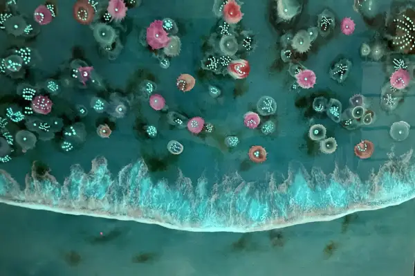 Click Here To Enlarge This Photo Of Bioluminescent Reef