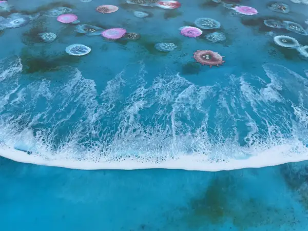 Click Here To Enlarge This Photo Of Bioluminescent Reef